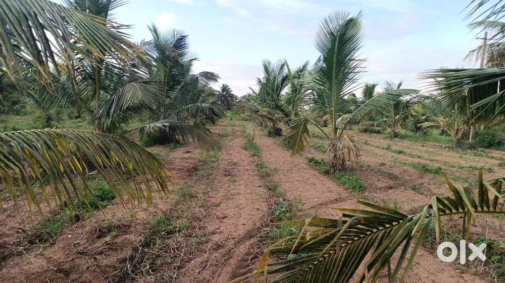 Hassan district and Hassan taluk