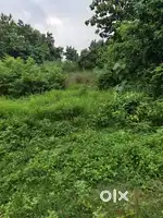 Masroom farming