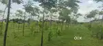 Frame plots 303 sq 3 lakhs only