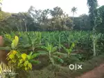 55 cent plot for sale