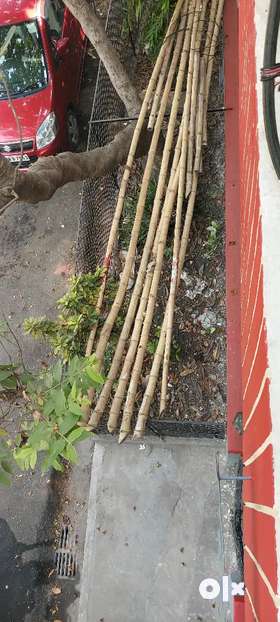 About 20 nos of fresh Bamboo