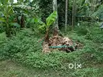 മാള കുണ്ടയിൽ 30സെന്റ് ഹൗസ് പ്ലോട്ട് വില്പനക്ക്