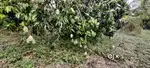 FARM LAND SALES AT GUDUVANCHERY