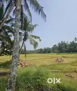 10 Housing Plot kannapuram punjavayal
