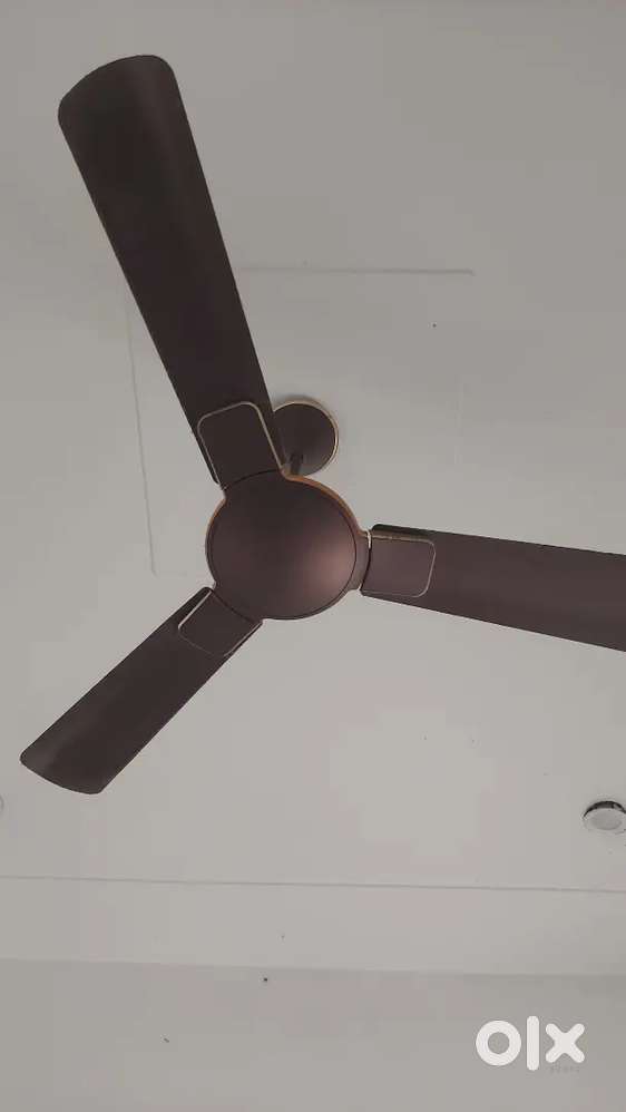 Havlles fan brand new