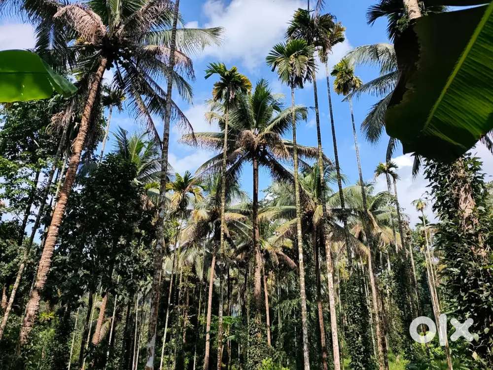 Kothamangalam kuttampuzha 4 acre for sale