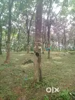 // premium plots at kadavoor for sale