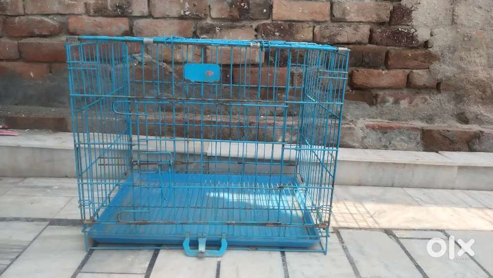 Cage & German female age 1.5 year exchange vi ker la g small bread nal