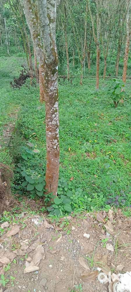 Mainroad frntage,Carstation,Schol,Auditorium,Church,Msque,shops Near