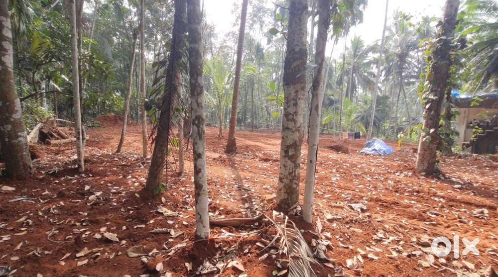 Plot For sale Pannur, (Koduvally-Narikkuni,Pannur Eletl vattoli route)