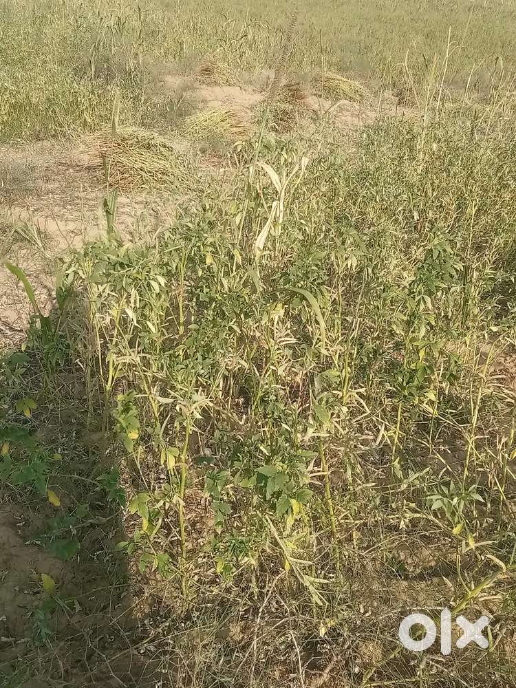 गांव के पास मात्र 1000 मीटर पर