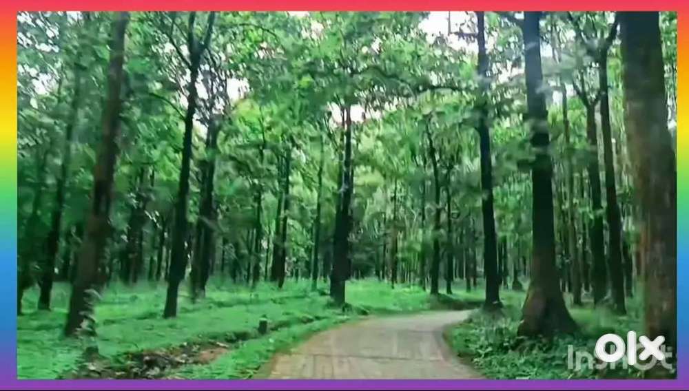 2 Acre Land in Wayanad and Suitable for Resort and Homestay