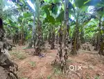 THODUPUZHA UDUMBANNOR 105Cents residential land for sale