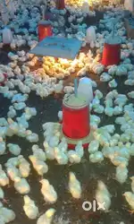Poultry Farm Care Taker