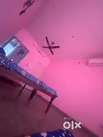 Need a girl for flat sharing