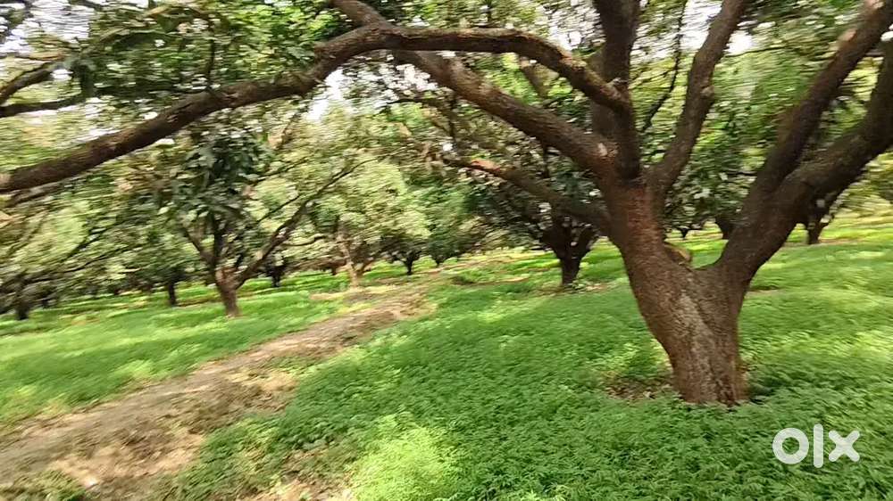 डिवेलपमेंट एरिया में उपजाऊ खेत – भविष्य के लिए सुरक्षित निवेश करे