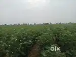 Agriculture Land for sale rohera Kaithal