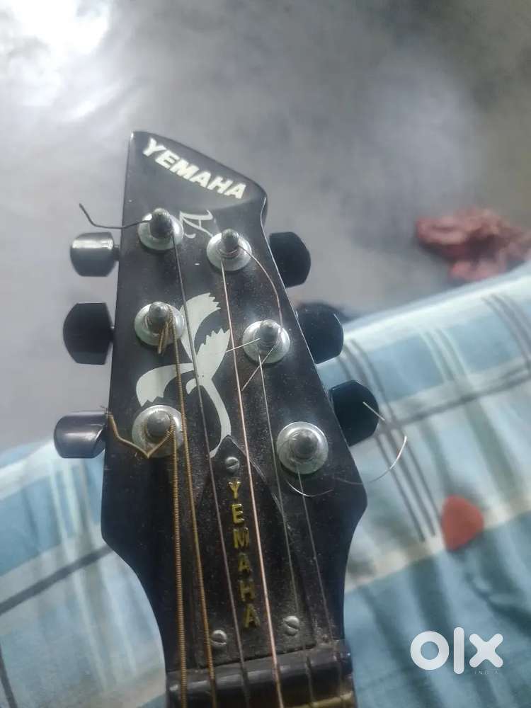 Guitar, 4 months old.