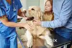 Paravet job vacancy