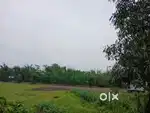 1.5 bigha gogamukh area.. Srimanta pur.. 1.5 km from subansiri college
