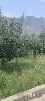 Apple Orchards Land For Sale
