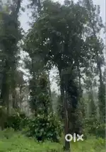 7 Acre Coffee Plantation in  – Madikeri