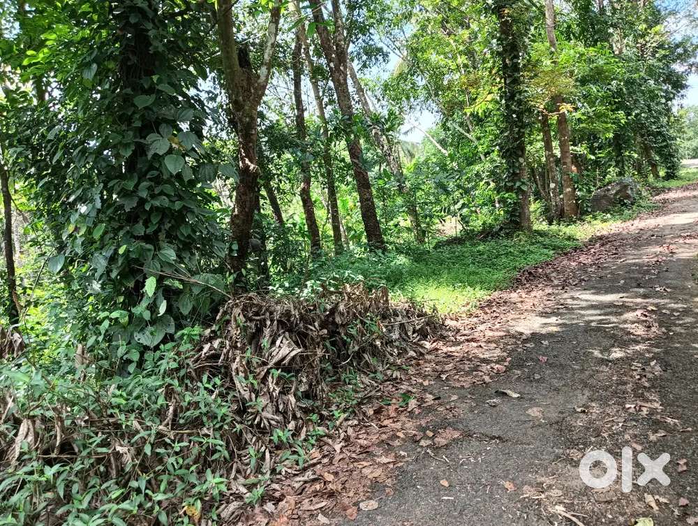 സ്ഥലം വില്പനക്ക്  ചിറ്റാരിക്കൽ