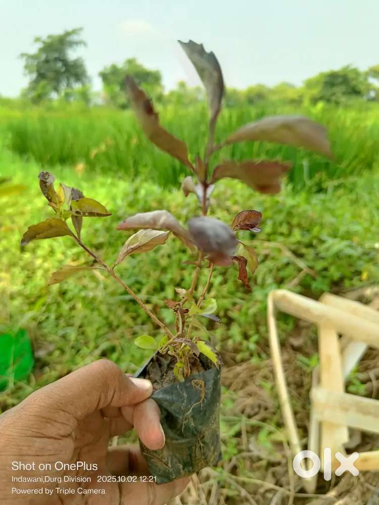 HOME GARDENING