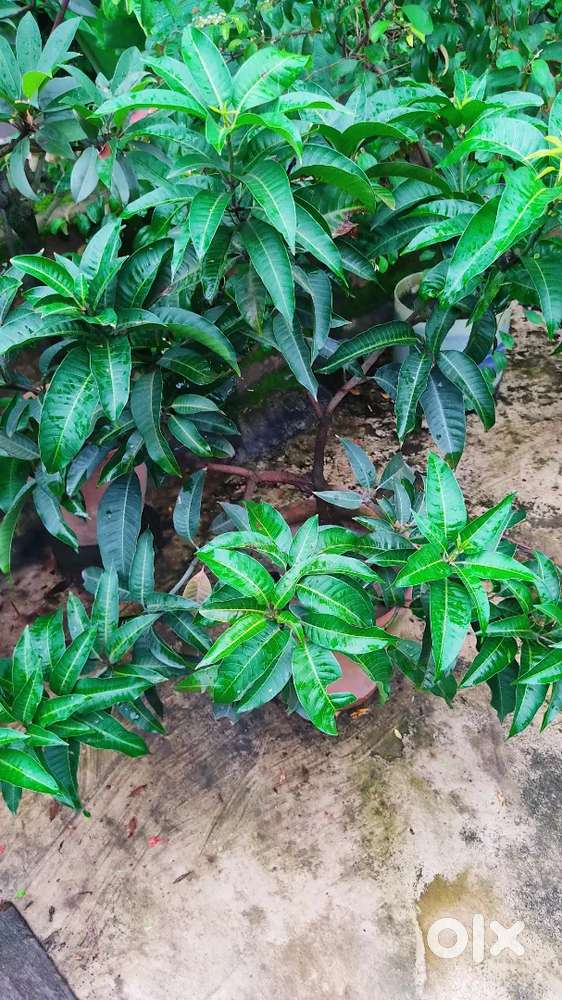 Fruit Plants for Sale