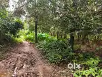 Muvattupuzha valakom 2 acre 10 cent for sale