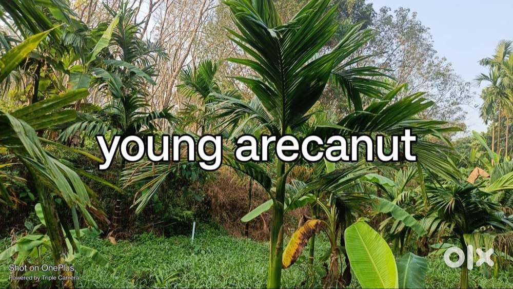SERENE AND SCENIC 80 cents arecanut estate Manipal near Ajekar sale