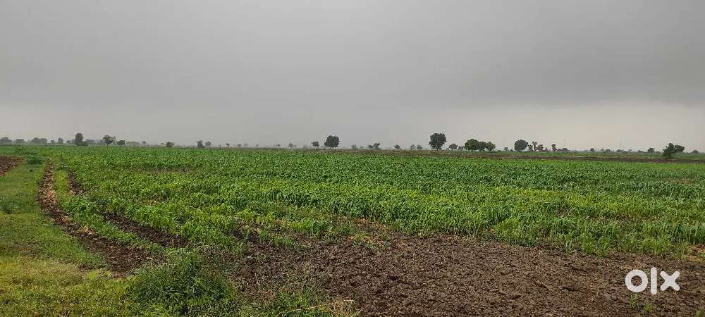 10 vigha khetii layak  fram house mate best jagya