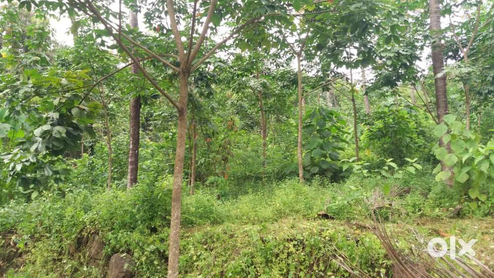 5 acres 38 cents land for immediate sale in kodassery panchayath.