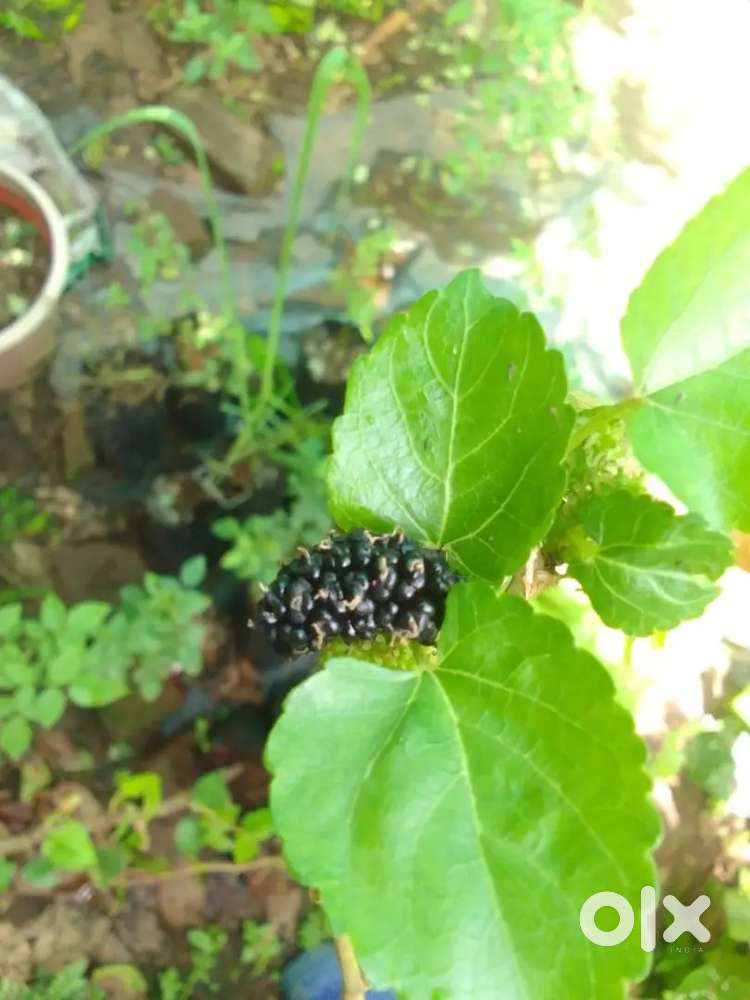 BLACK BERRY PALNT