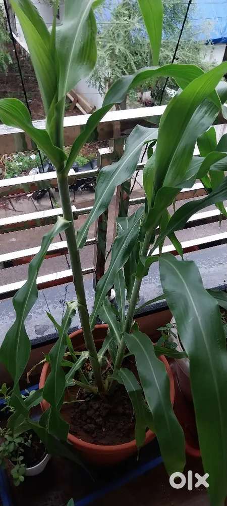 Vyjayanthi mala 100 precent real seeds