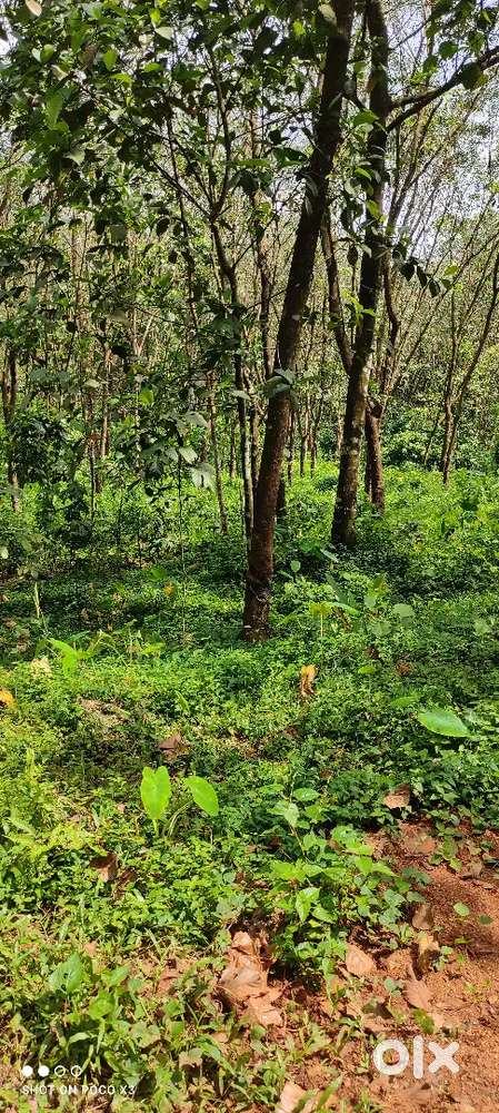 15cent plot sale in Randar
