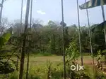 Paddy & Forest frontage Small House For Sale In Wayanad