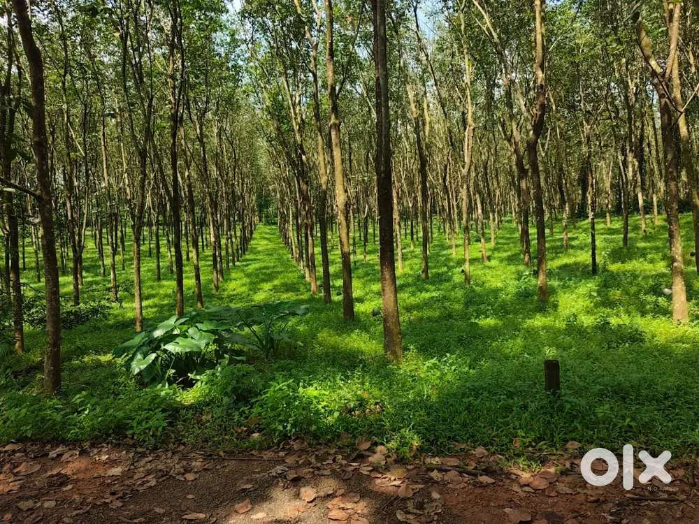 Muvattupuzha kothamangalam Paingottor 2 acre for sale