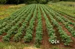 8 acre Khet bechna h,