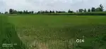 16 Bigha Agricultural Land