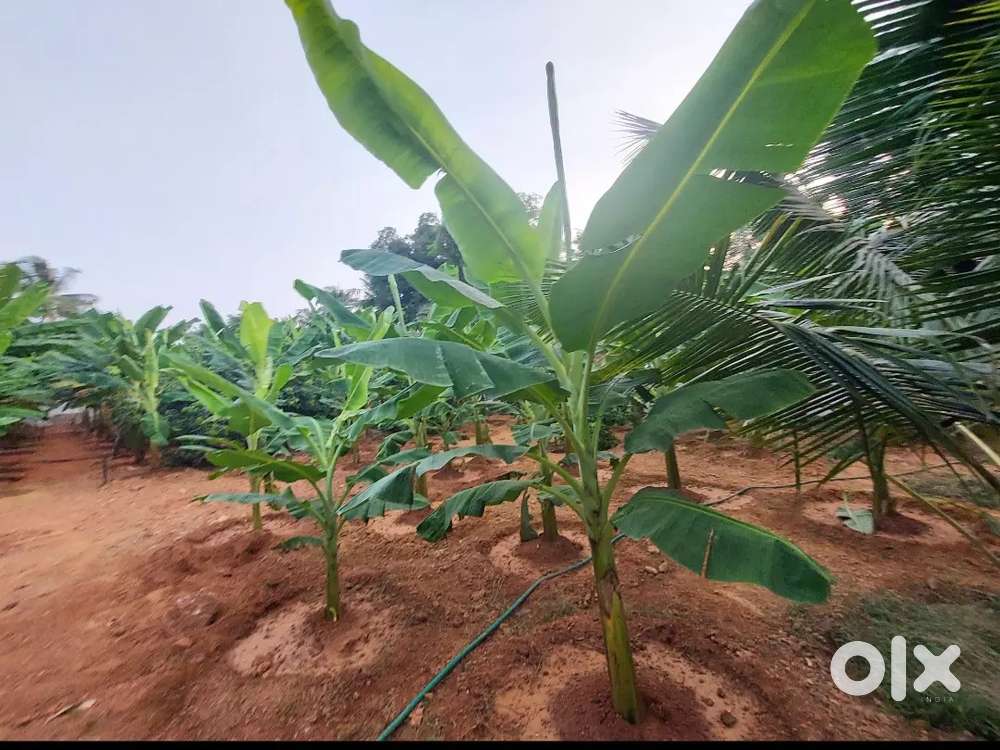 35 CENT ORGINAL LAND IN ALUVA N EAR ALANGAD MAIN ROAD  JUST 100 mtr