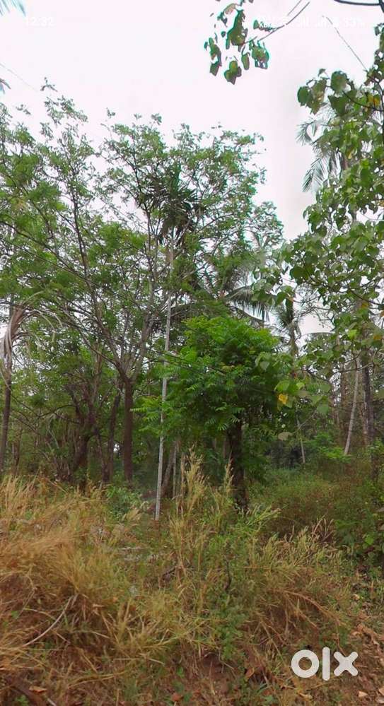 Plot for Sale in Manjeri (Near Payyanad) – Prime Location!