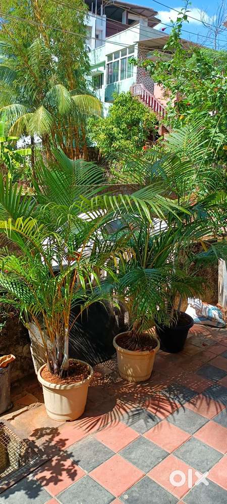 Big size palms plants