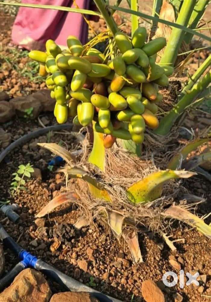 Sampangi group of company