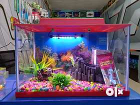 New fish aquarium