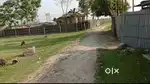 Total plot 15 bigha for sale Litchu pokri bazar
