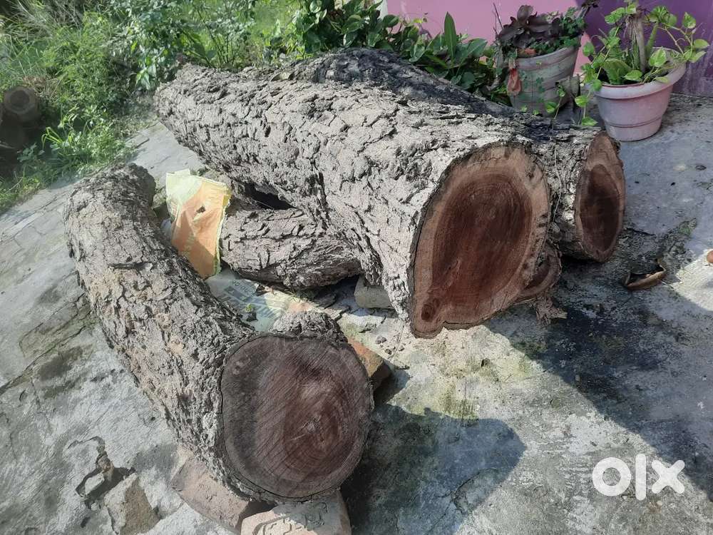 बिक्री के लिए: सीसम (शिशम) / शीशो  की कटी हुई लकड़ी – उच्च गुणवत्ता