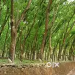 LAND FOR SALE 50CENT 1/2/5 ACRE @ KAKKANAD