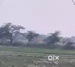 Khet h 6 bigha urgent sell main rod se ek khet under bangar me h