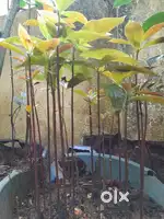 Fruits plants/ saplingsAvacado=300, mango=100, jackfruit=200,